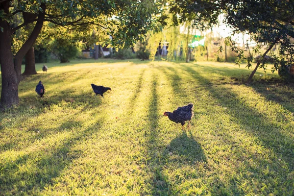 Organik Tarım: Ücretsiz çimenlerin üzerinde yürüyüş tavuk