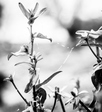 Flores de invierno con tela de araa con gotas de agua tr blanco y negro. textura, flora, Nostalji, recuerdo.