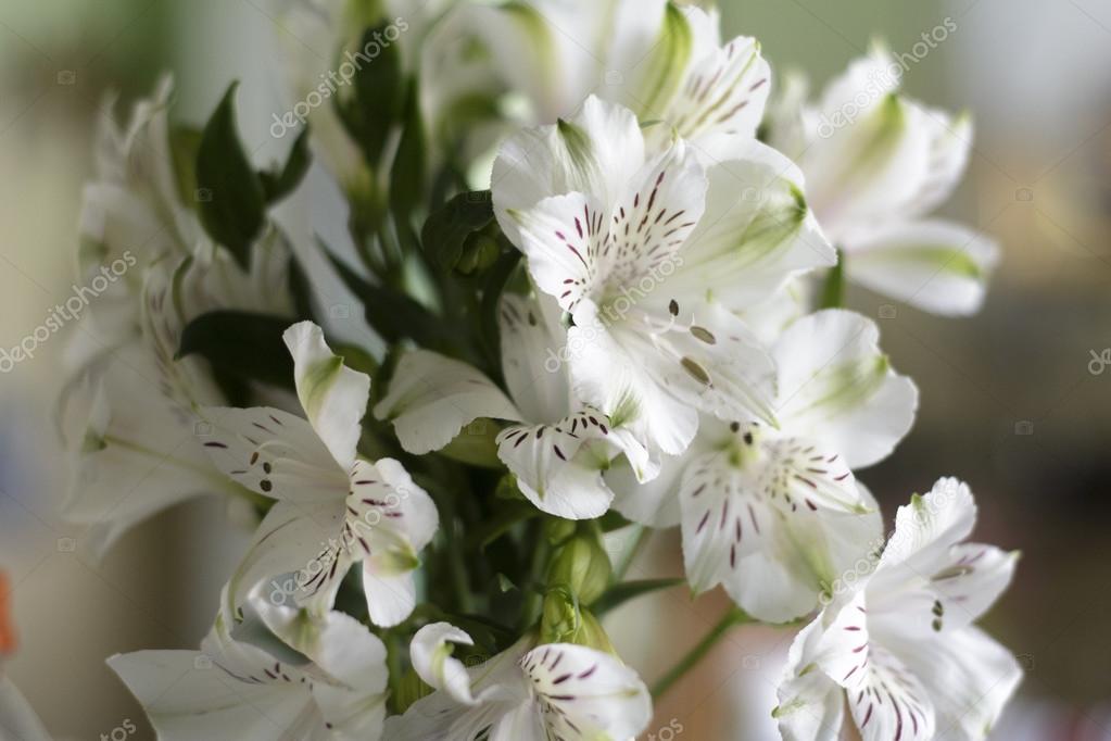 Bouquets De Fleurs Blanches Pour Robe De Mariée Décoration