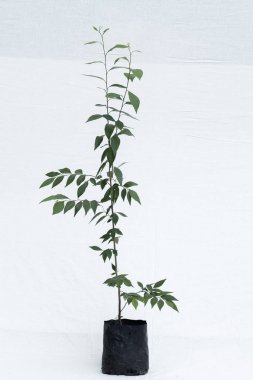 bitki ağaç orman fidanlık Bahçe