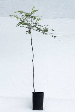 bitki ağaç orman fidanlık Bahçe