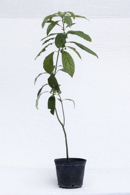 bitki ağaç orman fidanlık Bahçe