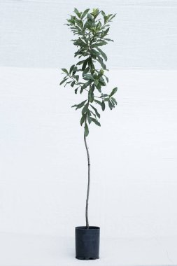 bitki ağaç orman fidanlık Bahçe