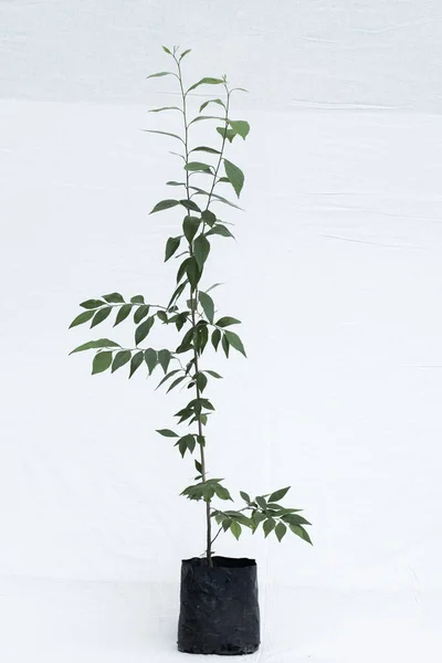 bitki ağaç orman fidanlık Bahçe