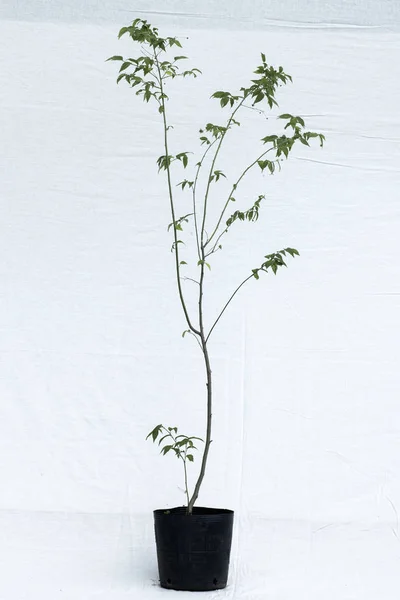 bitki ağaç orman fidanlık Bahçe