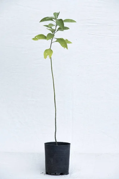 bitki ağaç orman fidanlık Bahçe