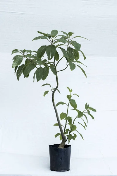 bitki ağaç orman fidanlık Bahçe