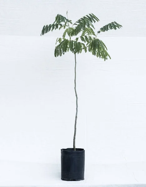 bitki ağaç orman fidanlık Bahçe