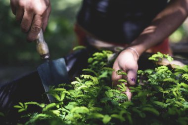 Tala Yerel Ağacı Tutan Kadın. Kadının El Detayları. Ağaç nakli. Arjantin