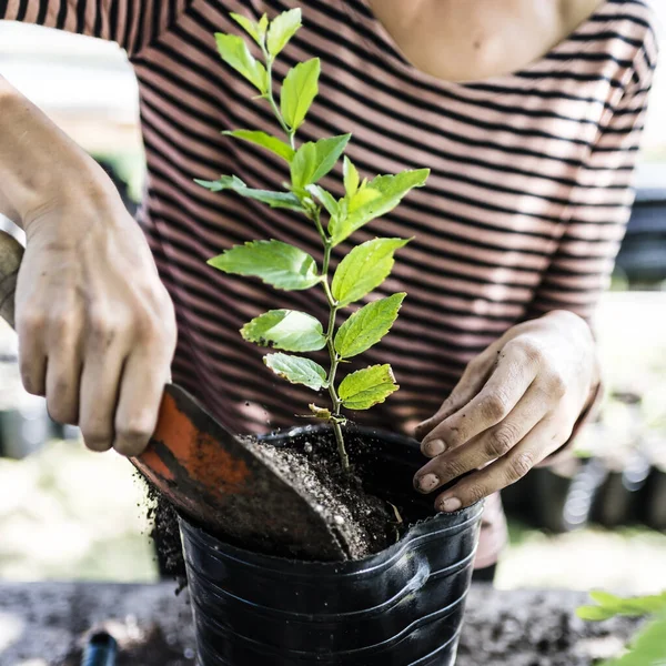 Tala Yerel Ağacı Tutan Kadın. Kadının El Detayları. Ağaç nakli. Arjantin