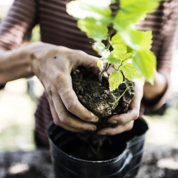 WOMAN HOLDING TALA NATIVE TREE. HAND DETAIL OF WOMAN. TREE TRANSPLANT. ARGENTINA