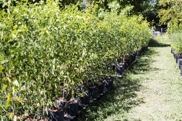 Doğal Ağaç Yetiştirme Ekolojik Ormanının Sürdürülebilir Agroekolojisi