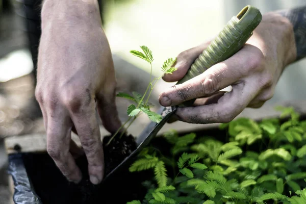 Tala 'yı tutan adam Ağaç El Kadın Ağaç Nakli Detayları Arjantin