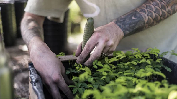 Tala 'yı tutan adam Ağaç El Kadın Ağaç Nakli Detayları Arjantin