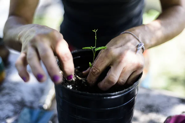 Tala Yerel Ağacı Tutan Kadın. Kadının El Detayları. Ağaç nakli. Arjantin