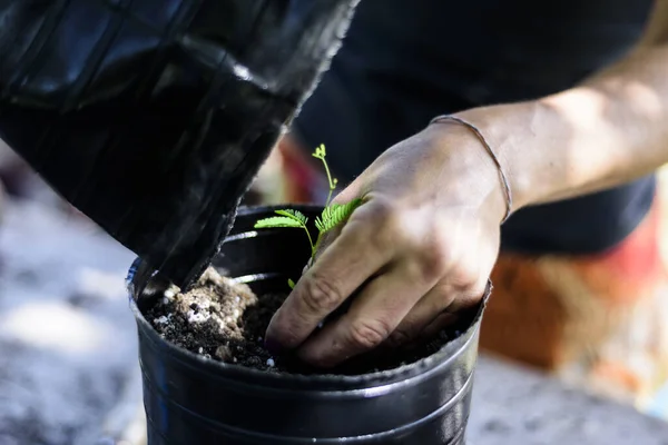 Tala Yerel Ağacı Tutan Kadın. Kadının El Detayları. Ağaç nakli. Arjantin