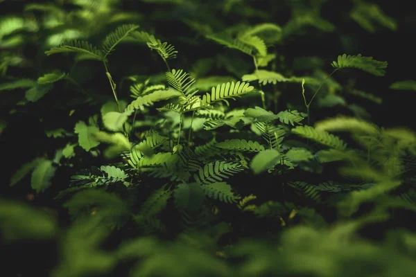 Yetiştirilen Ağaçlar Çocuk Ormanları İçin Arazide Söküldü