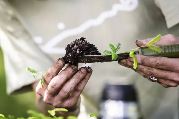 Tala 'yı tutan adam Ağaç El Kadın Ağaç Nakli Detayları Arjantin