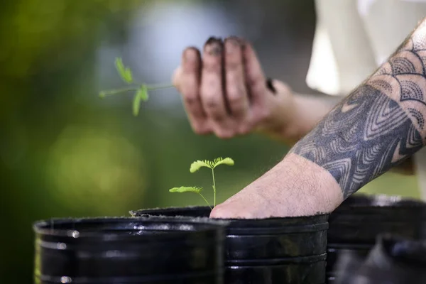 Tala 'yı tutan adam Ağaç El Kadın Ağaç Nakli Detayları Arjantin