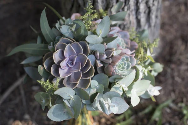 Gelin buketi sulu bitkiler ve okaliptüs yaprakları
