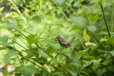 Vahşi bir ortamda ıstakoz yemek.