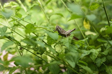 Kahverengi çekirge yaprak yemek için bir bitkinin üzerine tünemiş.