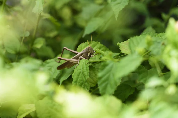 나뭇잎을 식물의 메뚜기 — 스톡 사진