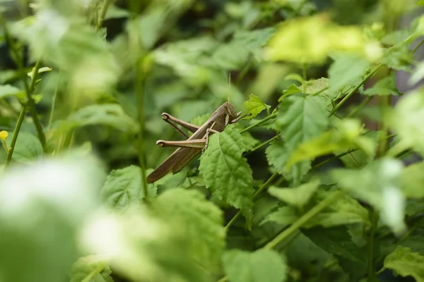 Kahverengi çekirge yapraklar arasında bitki yiyen bir yaprak profiline tünemiş.