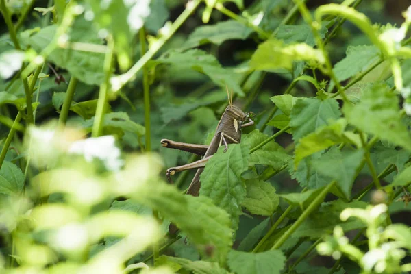 Yerli bitkilerin yapraklarını ısıran çekirge.