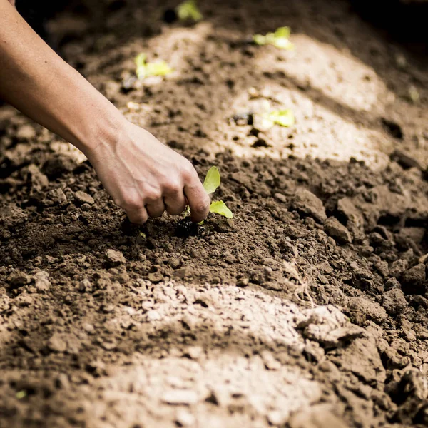 Biyodinamik çiftlik marulu çiftçi eli organik tarım gübrelenmiş arazi