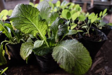 Taze yeşil hardal yaprağı üzerine su serpilmiş ve arka planda hafif bir odak noktası var.