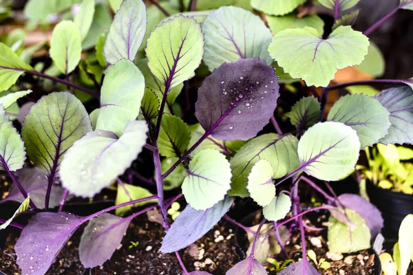 Mükemmel taze brokoli yaprakları ön planda bahçe suyu serpilmiş ve arka planda yumuşak bir odak noktası var.