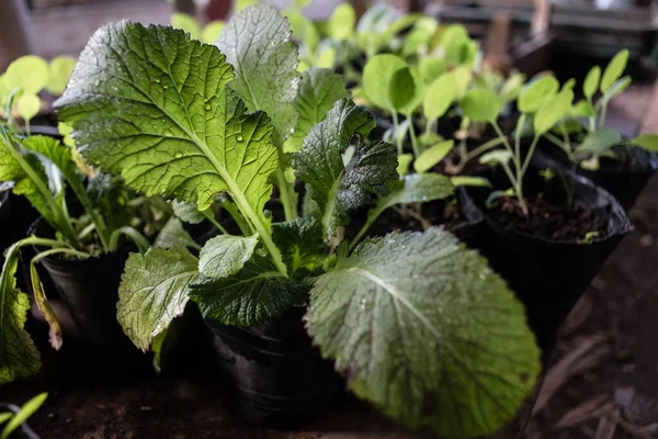 Taze yeşil hardal yaprağı üzerine su serpilmiş ve arka planda hafif bir odak noktası var.