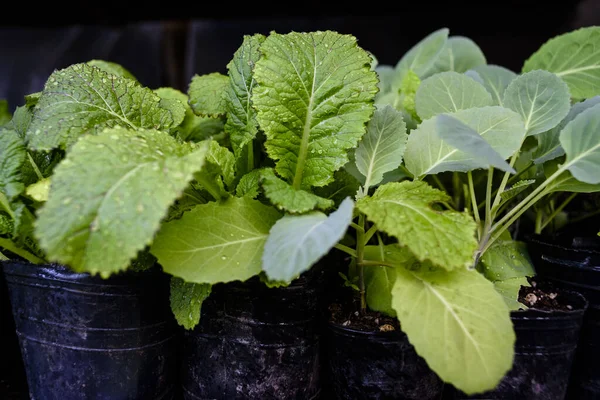Yakın plan yeşil hardal yaprağının üzerine su serpilmiş ve arka planda yumuşak odaklı brokoli yaprakları serpiştirilmiş.