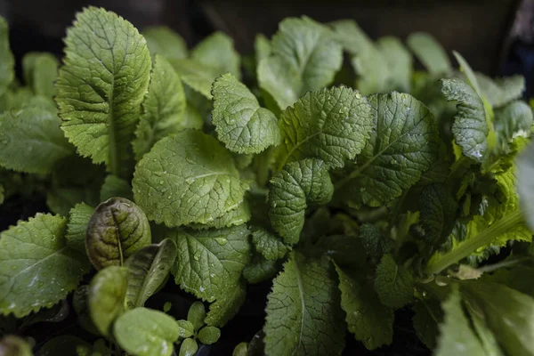 Taze yeşil hardal yaprakları üzerine su serpilmiş ve arka planda yumuşak bir odak noktası var.
