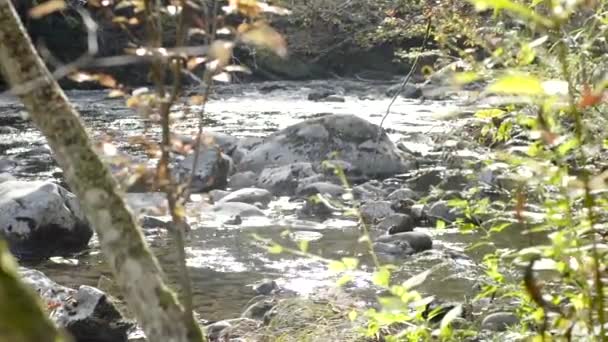 Río en las montañas humeantes, río que fluye en el bosque — Vídeo de stock