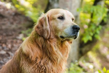 Golden labrador geri almak