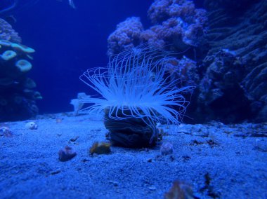 bir anemone altında mavi lite