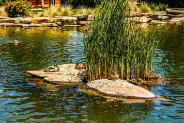 Letterman Dijital Sanatlar Merkezi Lucas gölde su geri dönüşümlü