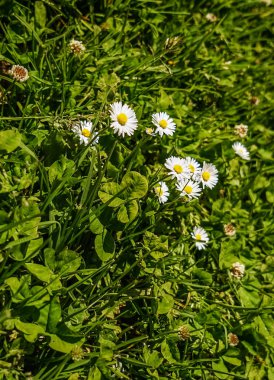 Yeşil çimlerde beyaz çiçekler