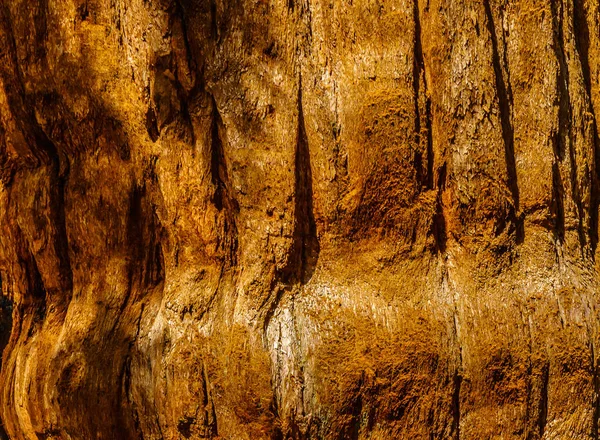 Rinde von Mammutbäumen — Stockfoto