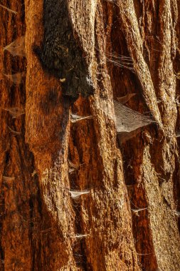 Sequoia California kabuğu