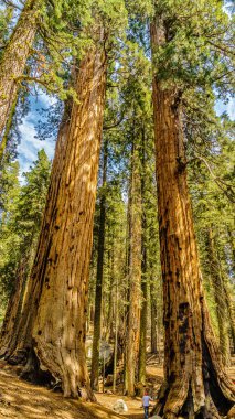 Dev Sekoya ağaçları Sequoia Ulusal Parkı'nda