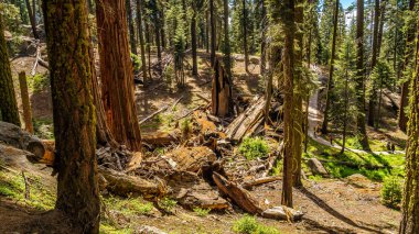 Dev Sekoya ağaçları Sequoia Ulusal Parkı'nda