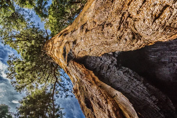 Giant sequoia trees in Sequoia National Park