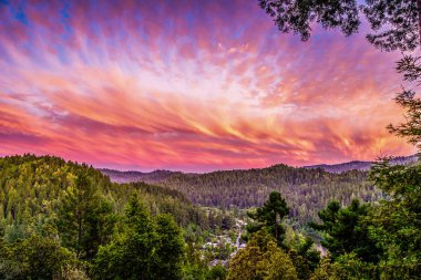 Guernewood Park, Sequoia ve çam ağaçları