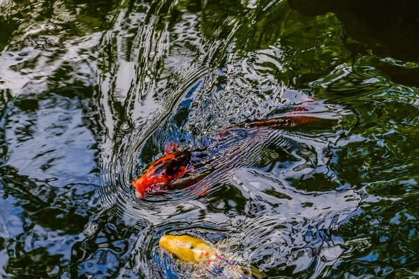 이국적인 koi 연못에 있는 물고기 — 스톡 사진