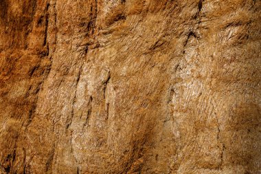 Sequoia California kabuğu