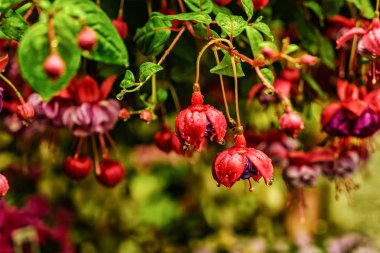 Fuşya canlı pembe çiçekler üzerinde su damlaları