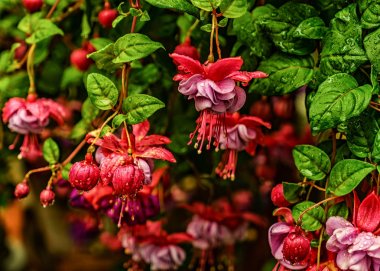 Fuşya canlı pembe çiçekler üzerinde su damlaları